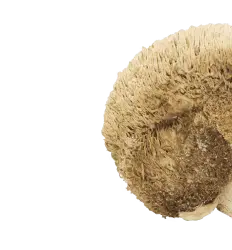 image slide